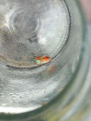 Calidea dregii