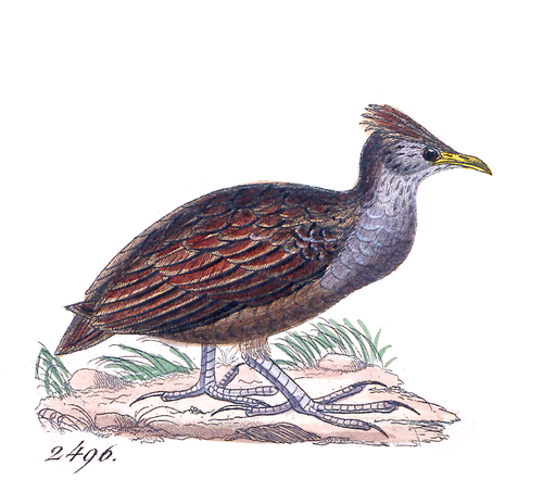 Forsten's Scrubfowl (South Moluccas) (Subspecies Megapodius