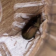 Coleoptera