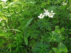 Anemonastrum fasciculatum
