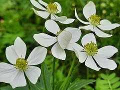 Anemonastrum fasciculatum