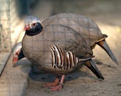 Philby's Partridge photo 2