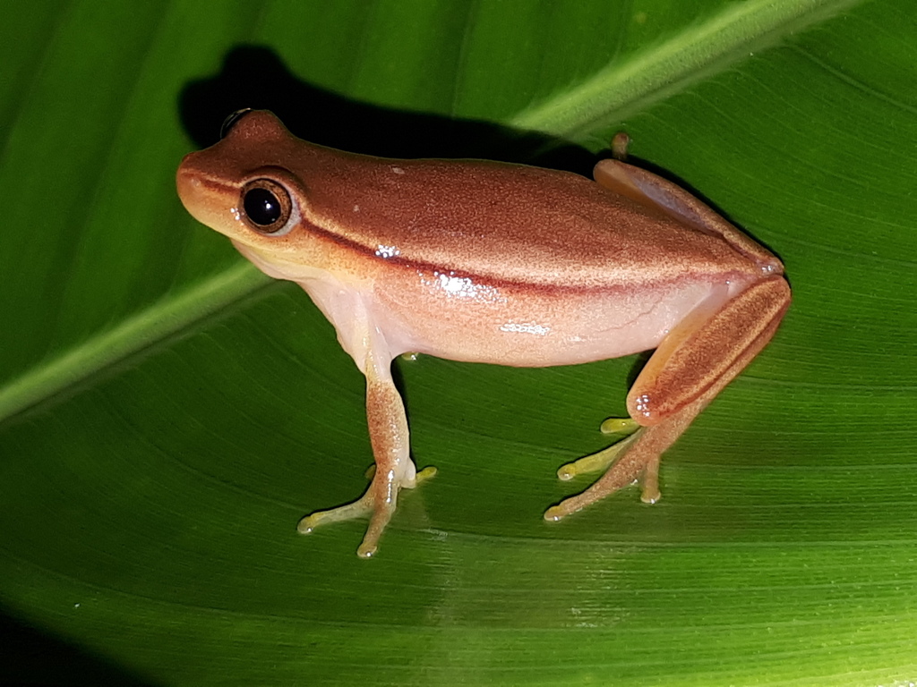 Goias Treefrog