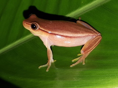 Dendropsophus anataliasiasi