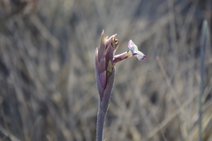 Tillandsia purpurea