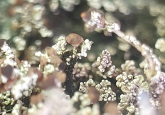 Stereocaulon vesuvianum