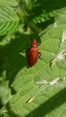 Pyrochroa serraticornis