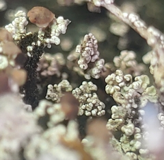 Stereocaulon vesuvianum