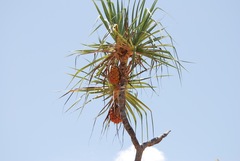Pandanus cookii