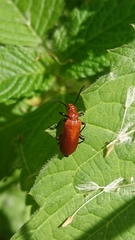 Pyrochroa serraticornis