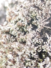 Stereocaulon vesuvianum