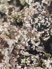 Stereocaulon vesuvianum