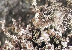 Stereocaulon vesuvianum