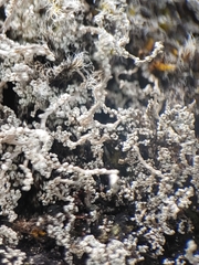 Stereocaulon vesuvianum