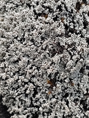 Stereocaulon vesuvianum