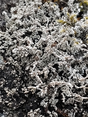 Stereocaulon vesuvianum