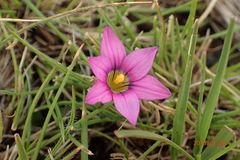 Romulea camerooniana