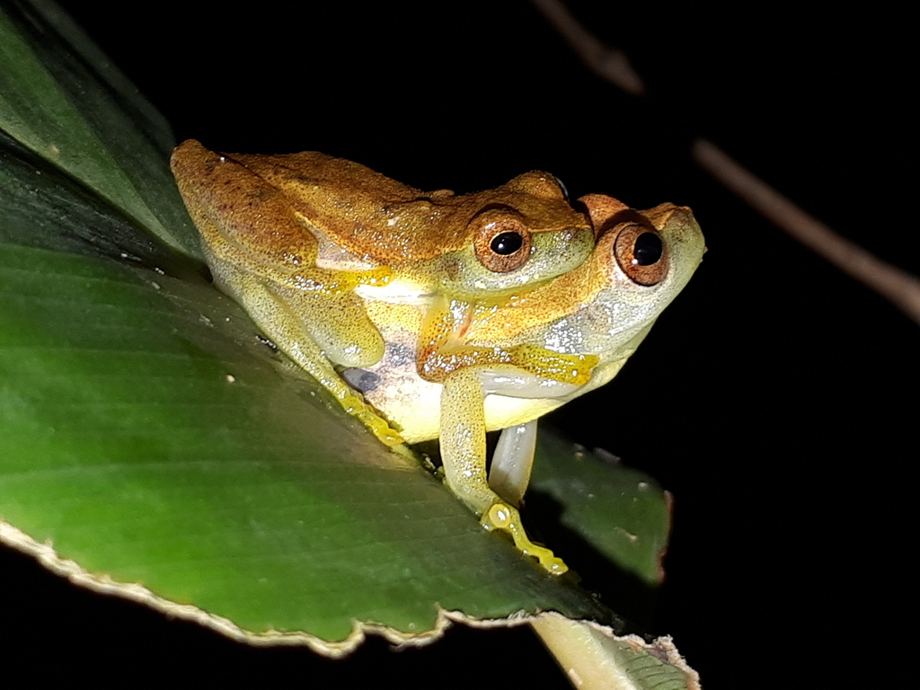 Cassilandia Tree Frog
