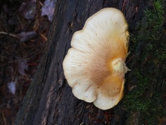 Sarcomyxa serotina image