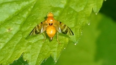 Trypetinae