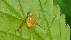 Trypetinae