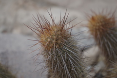 Haageocereus decumbens