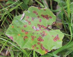 Puccinia poarum