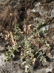 Verbascum