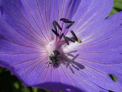 Zacladus geranii