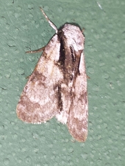 Acronicta funeralis