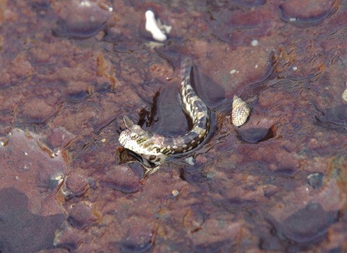 Cadenat's rockskipper (Entomacrodus cadenati) — Blenniidae — 4