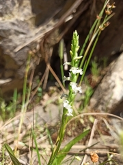 Spiranthes aestivalis