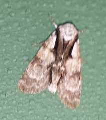Acronicta funeralis