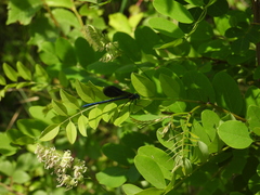 Calopteryx splendens