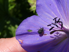 Zacladus geranii