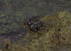 Grapsus adscensionis