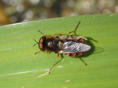 Odontomyia ornata