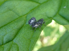 Zacladus geranii