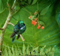 Schistes albogularis