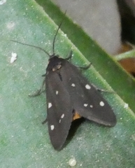 Dysauxes punctata