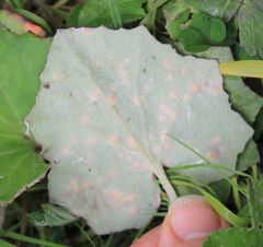 Puccinia poarum