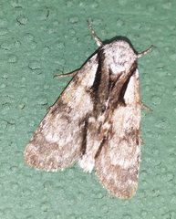 Acronicta funeralis