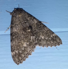 Catocala semirelicta