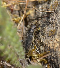 Brachysomida californica