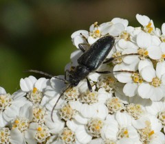 Brachysomida californica