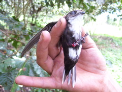White-Tipped Swift photo 3