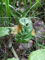 Puccinia poarum