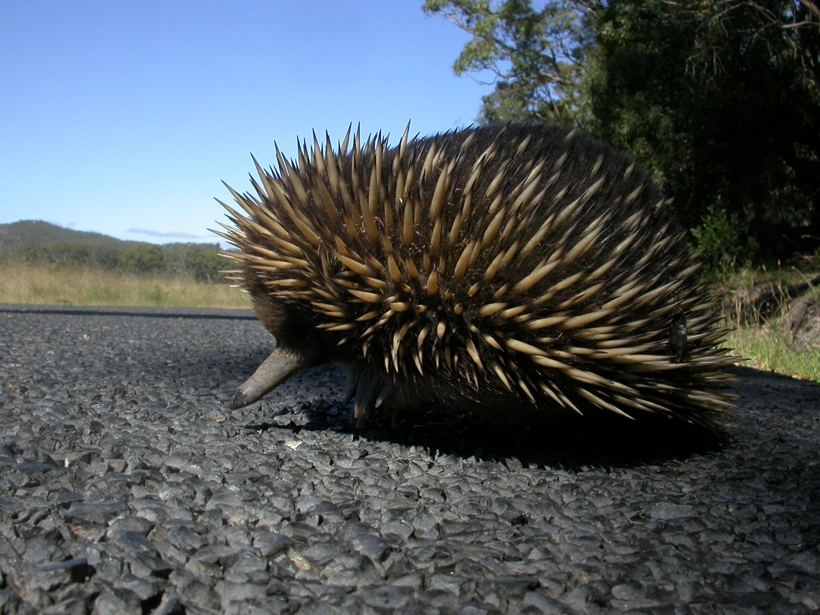 Short-beaked Echidna (Tachyglossus aculeatus) · iNaturalist
