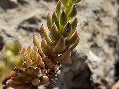 Petrosedum subulatum