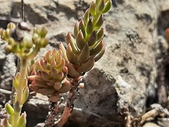 Petrosedum subulatum